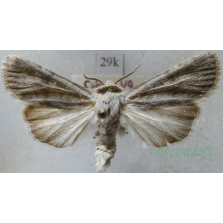 Euxoa decora (Denis & Schiffermüller, 1775) Poland29k